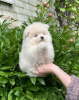 Photo №1. pomeranian - for sale in the city of Minsk | 264$ | Announcement № 103473