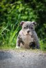 Photo №3. American Bully girl. Belarus