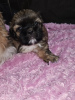 Photo №2 to announcement № 82238 for the sale of shih tzu - buy in United States private announcement