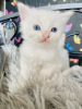 Photo №2 to announcement № 32034 for the sale of persian cat - buy in Germany private announcement