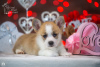 Additional photos: Very beautiful Pembroke Welsh Corgi puppy for sale