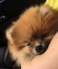 Additional photos: Adorable Spitz, red lumps of happiness