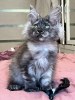 Photo №2 to announcement № 36936 for the sale of maine coon - buy in Russian Federation private announcement, from nursery, breeder