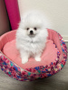 Photo №4. I will sell pomeranian in the city of Вольфенбюттель. private announcement - price - 528$