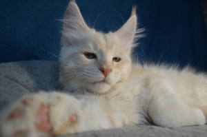 Photo №2 to announcement № 5008 for the sale of maine coon - buy in Russian Federation breeder
