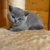 Photo №1. british shorthair - for sale in the city of Bergen op Zoom | 370$ | Announcement № 58267