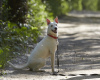 Photo №3. Snow-white Leila is looking for a home.. Russian Federation