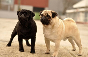 Photo №1. Mating service - breed: pug. Price - 150$