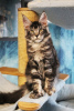 Photo №2 to announcement № 10480 for the sale of maine coon - buy in Russian Federation from nursery