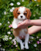 Photo №1. cavalier king charles spaniel - for sale in the city of Гамбург | 423$ | Announcement № 80864