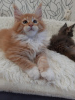 Photo №3. Maine Coon kittens. Russian Federation