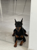 Additional photos: Beautiful Miniature pinscher