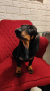 Photo №4. I will sell dachshund in the city of Tver. from nursery - price - 500$