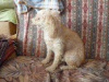 Photo №1. poodle (dwarf) - for sale in the city of Azov | 391$ | Announcement № 74000
