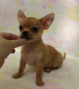 Photo №2 to announcement № 11264 for the sale of chihuahua - buy in Russian Federation from nursery, breeder