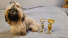 Additional photos: Purebred Shih Tzu puppies.