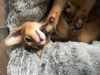 Additional photos: Certified cattery of Abyssinian kittens