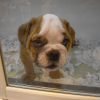 Photo №1. english bulldog - for sale in the city of Hämeenlinna | 634$ | Announcement № 93353