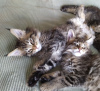 Photo №2 to announcement № 37308 for the sale of maine coon - buy in United States private announcement, from nursery