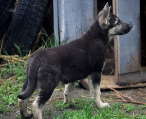 Additional photos: female VEO, from 26.02, with a puppy metric