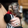 Photo №3. Capuchin monkeys available. Germany