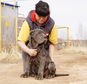 Photo №4. I will sell neapolitan mastiff in the city of Nizhny Novgorod. from nursery, breeder - price - Negotiated