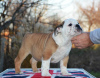 Photo №1. english bulldog - for sale in the city of Belgrade | negotiated | Announcement № 85170