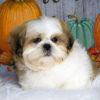 Photo №2 to announcement № 99459 for the sale of shih tzu - buy in Germany private announcement, from nursery, from the shelter