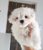 Photo №1. maltese dog - for sale in the city of Brussels | negotiated | Announcement № 40428