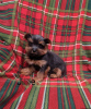 Photo №2 to announcement № 63840 for the sale of yorkshire terrier - buy in Germany 