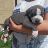 Photo №1. american bully - for sale in the city of Novorossiysk | negotiated | Announcement № 55297