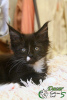 Photo №1. maine coon - for sale in the city of St. Petersburg | 608$ | Announcement № 17928