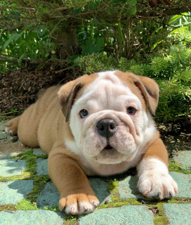 Photo №2 to announcement № 6948 for the sale of english bulldog - buy in Belarus breeder