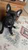 Photo №2 to announcement № 70201 for the sale of french bulldog - buy in Finland private announcement