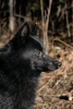 Photo №3. Schipperke Venya is looking for a home.. Russian Federation