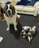 Photo №2 to announcement № 18149 for the sale of st. bernard - buy in Ukraine 