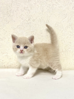 Photo №4. I will sell british shorthair in the city of Izhevsk. from nursery - price - 313$