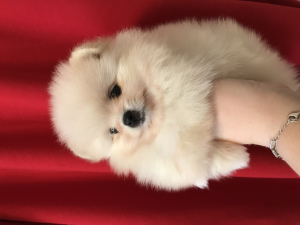 Additional photos: Pomeranian mini cream girl