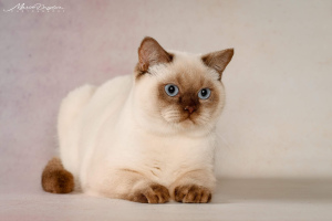 Photo №2 to announcement № 4753 for the sale of british shorthair - buy in Ukraine from nursery