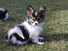 Additional photos: Papillon puppies from the kennel!