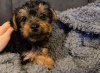 Photo №2 to announcement № 85078 for the sale of yorkshire terrier - buy in Slovakia private announcement