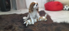 Photo №2 to announcement № 88508 for the sale of cavalier king charles spaniel - buy in Belarus from nursery