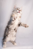 Photo №2 to announcement № 76773 for the sale of maine coon - buy in Kazakhstan from nursery