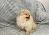 Additional photos: pomeranian puppies