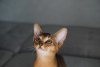 Photo №1. abyssinian cat - for sale in the city of Borisov | 786$ | Announcement № 19586