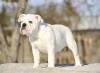 Additional photos: English Bulldog puppies