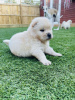 Photo №4. I will sell chow chow in the city of London. private announcement - price - 449$