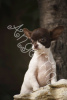 Photo №2 to announcement № 12064 for the sale of chihuahua - buy in Russian Federation breeder