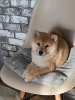 Photo №3. Shiba Inu Puppies. Ukraine