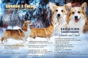 Photo №4. I will sell welsh corgi in the city of Serpukhov. from nursery - price - 736$